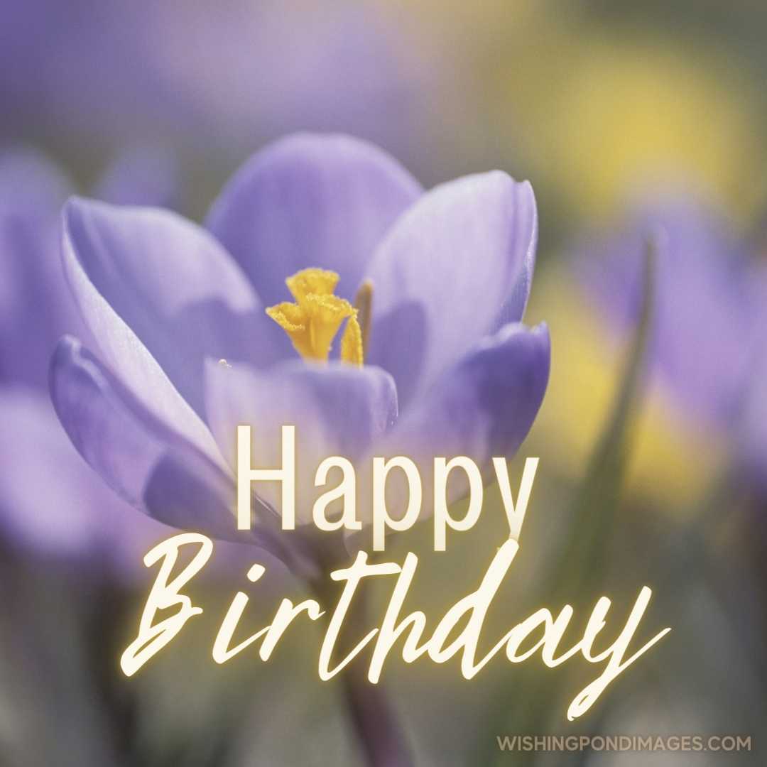 Beautiful picture of a Dutch Crocus. Happy Birthday Purple Flower Images (2)